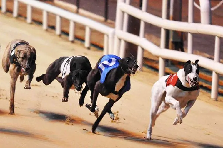 Trường Đua Tốc Độ Sôi Động Cách Chơi Game Nhanh Đua Chó Tại DK8 1 Trường Đua Tốc Độ Sôi Động Cách Chơi Game Nhanh Đua Chó Tại DK8