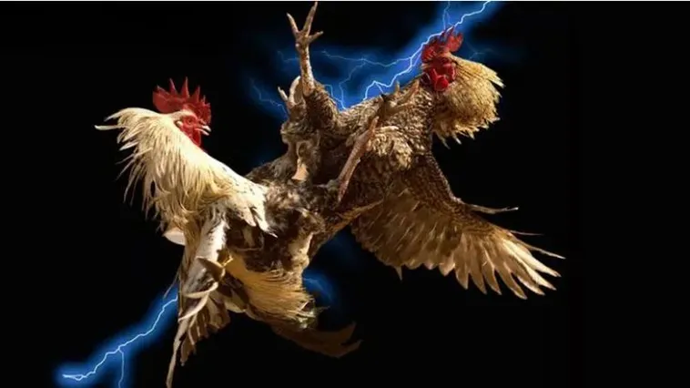 Sôi Động Sàn Đấu Đá Gà DK8 Thỏa Mãn Đam Mê Kê Thủ