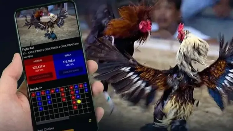 Sôi Động Sàn Đấu Đá Gà DK8 Thỏa Mãn Đam Mê Kê Thủ