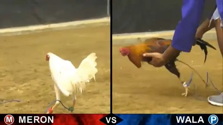 Tuyệt Chiêu Cách Chơi Đá Gà Sabong Tại DK8 Rinh Ngàn Tiền Thưởng